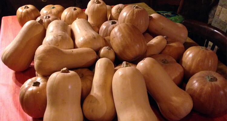 Calabazas Mas Les Feixes